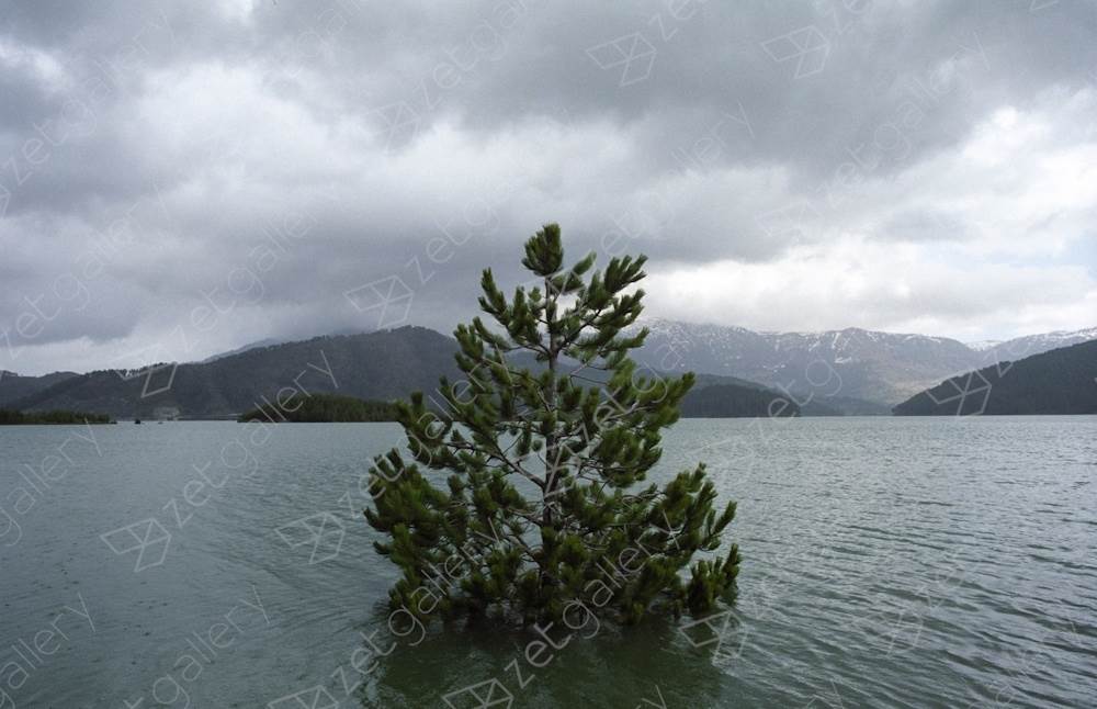 Drowning tree. Near Metsovo, northern Greece, Fotografia Analógica Paisagem original por Dimitri Mellos