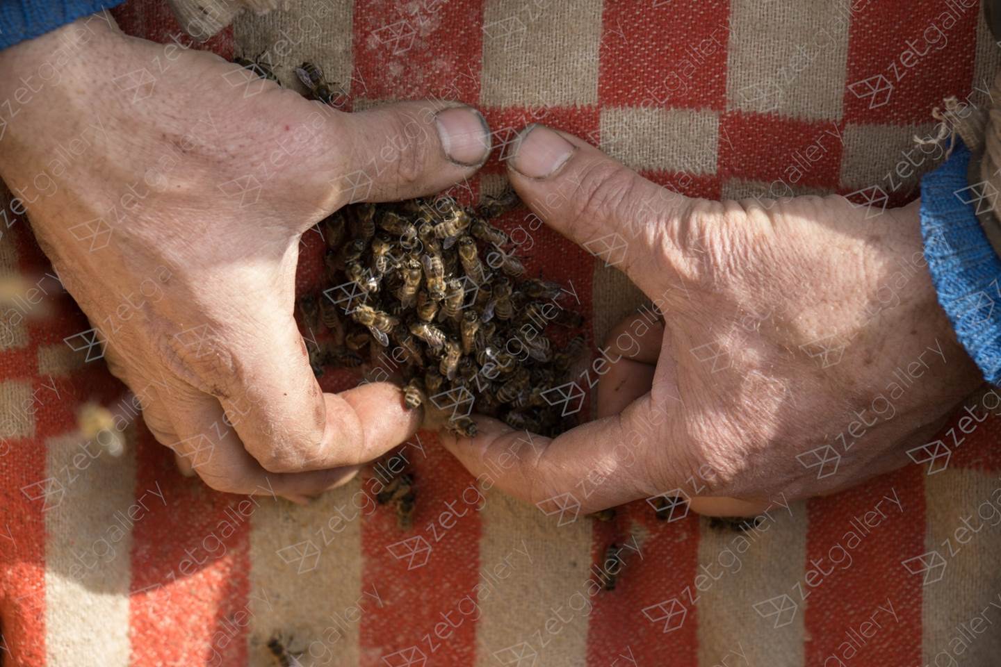 Father and his bees, Fotografia Digital Natureza Morta original por Liliia Kucher