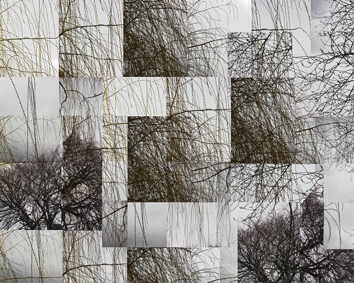 Winter - Weeping Willow Opus 1, original   La photographie par Shimon and Tammar Rothstein 
