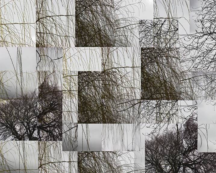 Winter - Weeping Willow Opus 1, original Nature Digital Photography by Shimon and Tammar Rothstein 