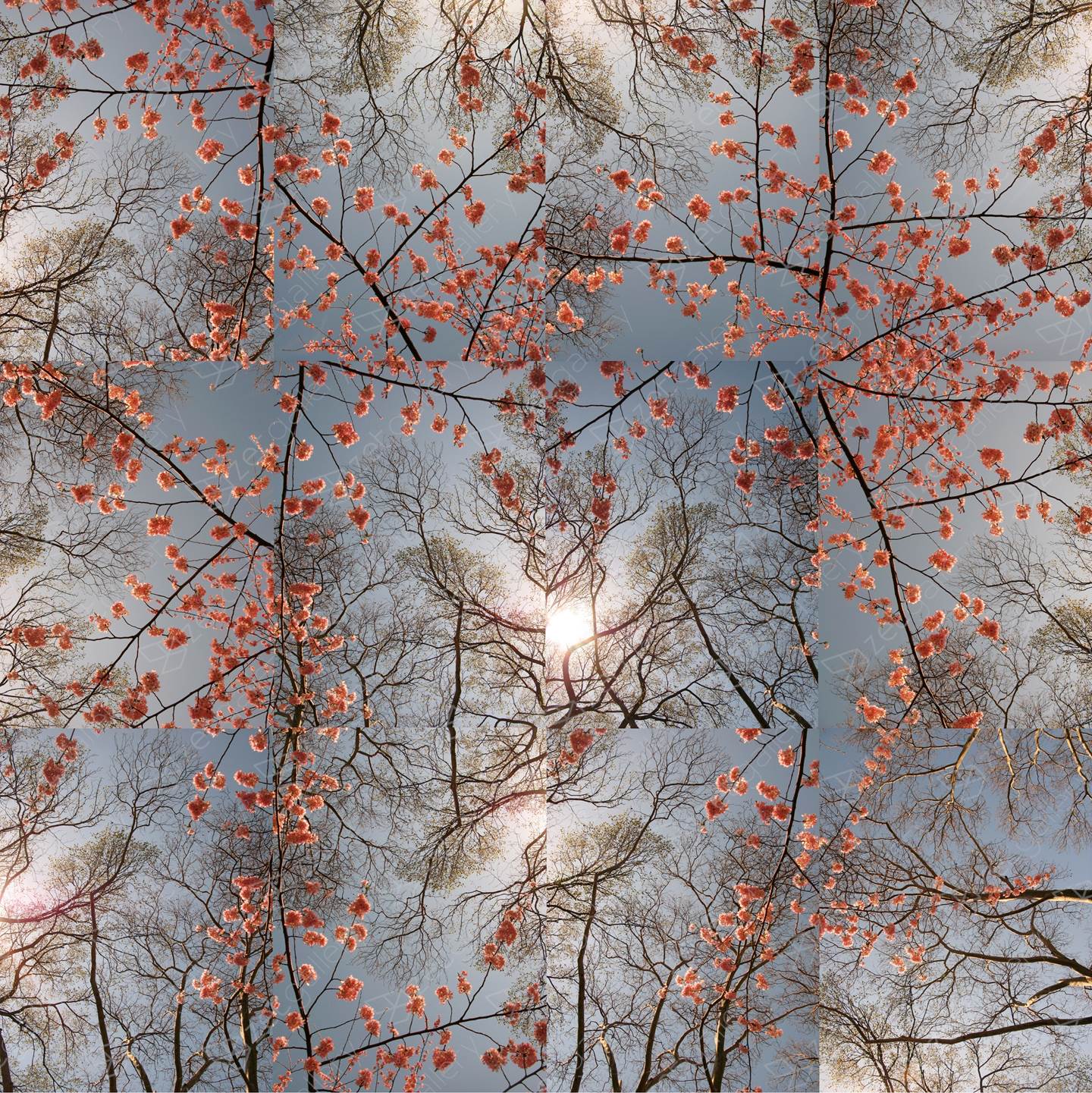Early Spring - Cherry Blossom Bloom Opus 1, original   Fotografía de Shimon and Tammar Rothstein 