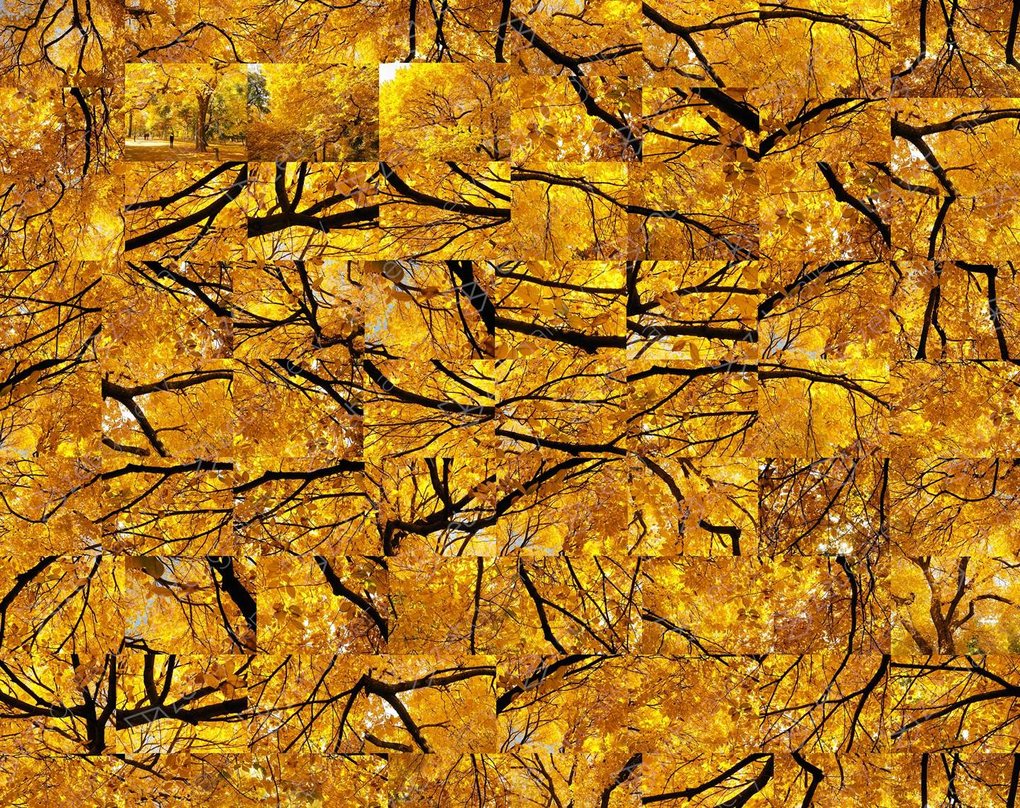 Fall - Yellow Jazz , original La nature Numérique La photographie par Shimon and Tammar Rothstein 
