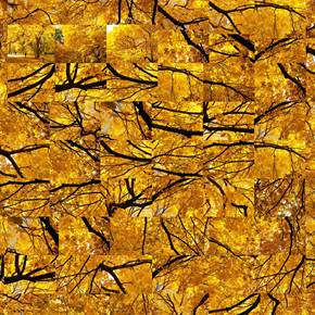 Fall - Yellow Jazz , Fotografia Digital Natureza original por Shimon and Tammar Rothstein 