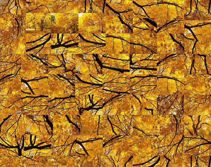Fall - Yellow Jazz , Fotografia Digital Natureza original por Shimon and Tammar Rothstein 