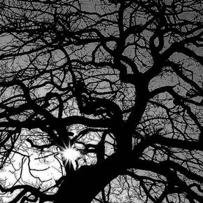 Black Tree, original B&N Cosa análoga Fotografía de Heinz Baade
