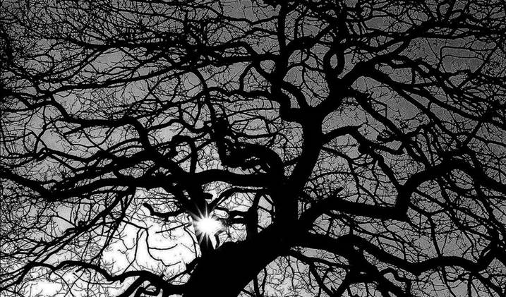 Black Tree, original B&W Analog Photography by Heinz Baade