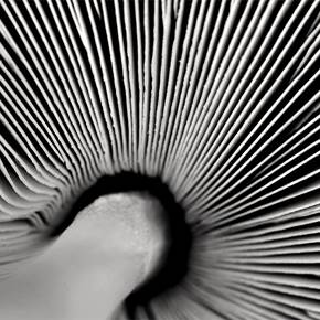 Cogumelo, Fotografia Digital Preto e Branco original por Fernando Pinho