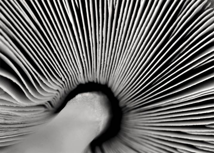 Cogumelo, Fotografia Digital Preto e Branco original por Fernando Pinho