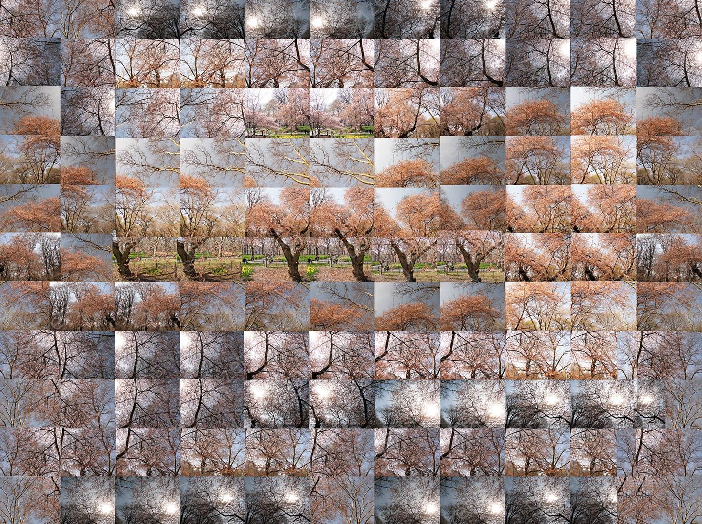 Spring - A Stroll By The Okame Cherry Tree, original   Fotografía de Shimon and Tammar Rothstein 