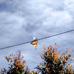 Air Simba, original Still Life Digital Photography by Frederico Cordeiro Ferreira