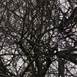 Winter - Weeping Willow Opus 1, Fotografia Digital Natureza original por Shimon and Tammar Rothstein 