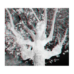 Árvores #1, original Avant-Garde Digital Photography by Carla Gaspar