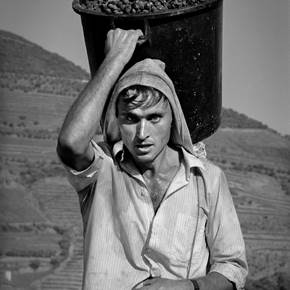 Pinhão, original Still Life Digital Photography by Alfredo Cunha