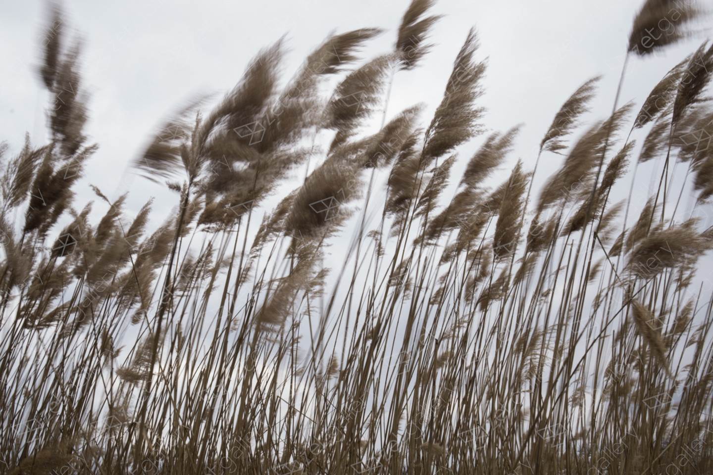 Landscape with reeds #3, original Nature morte Numérique La photographie par Liliia Kucher