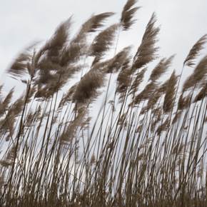 Landscape with reeds #3, original Still Life Digital Photography by Liliia Kucher