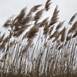 Landscape with reeds #3, Fotografia Digital Natureza Morta original por Liliia Kucher