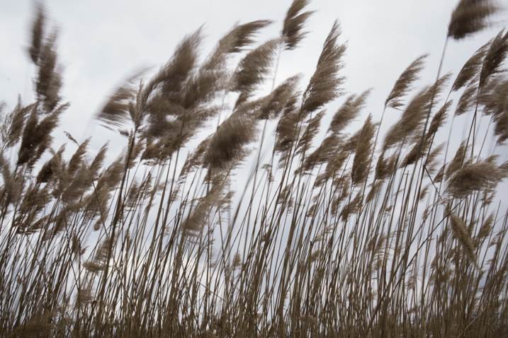 Landscape with reeds #3, Fotografia Digital Natureza Morta original por Liliia Kucher