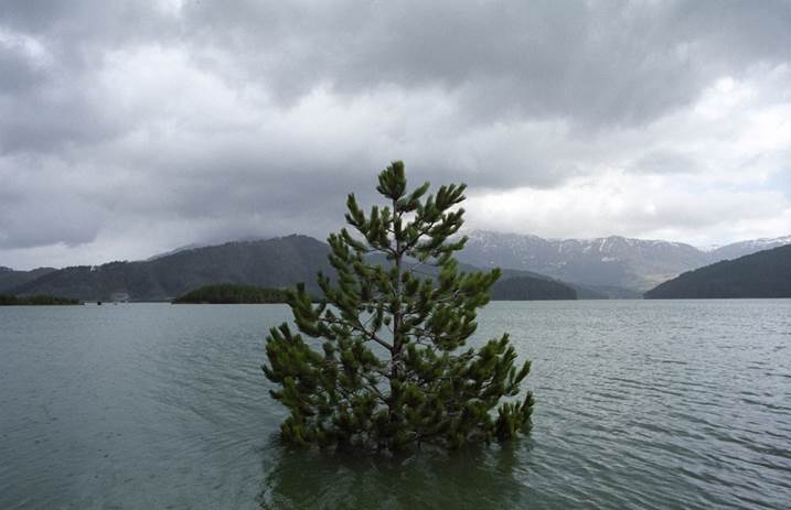 Drowning tree. Near Metsovo, northern Greece, original Paysage Analogique La photographie par Dimitri Mellos