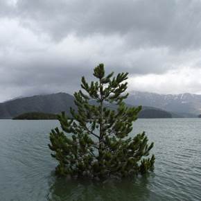 Drowning tree. Near Metsovo, northern Greece, Fotografia Analógica Paisagem original por Dimitri Mellos