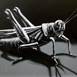 Grasshopper, original Minimalista Acrílico Pintura de Qiao Xi