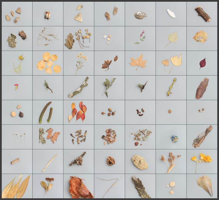 55 field collections of natural elements + 1(Portugal), original Naturaleza Digital Fotografía de António Coelho