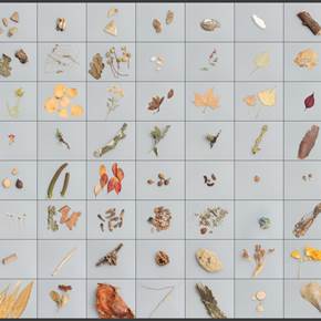55 field collections of natural elements + 1(Portugal), Fotografia Digital Natureza original por António Coelho