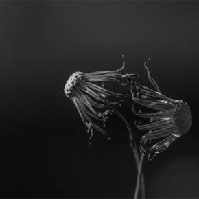 Medusas, original B&N Digital Fotografía de Fernando Pinho