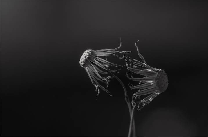 Medusas, Fotografia Digital Preto e Branco original por Fernando Pinho