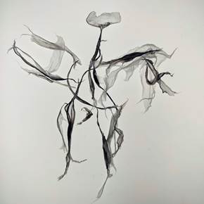 Dança I, Fotografia Digital Natureza Morta original por Ana Férias