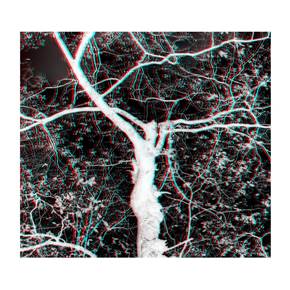 Árvores #2, original Vanguardia Digital Fotografía de Carla Gaspar