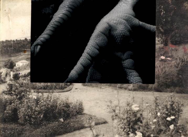 Osculum, original Animals Analog Photography by Diogo  Goes