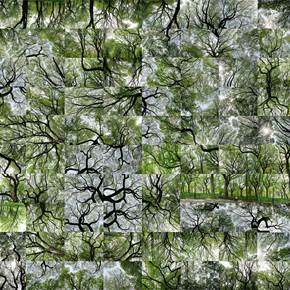 Summer - Deep Green , Fotografia Digital Natureza original por Shimon and Tammar Rothstein 