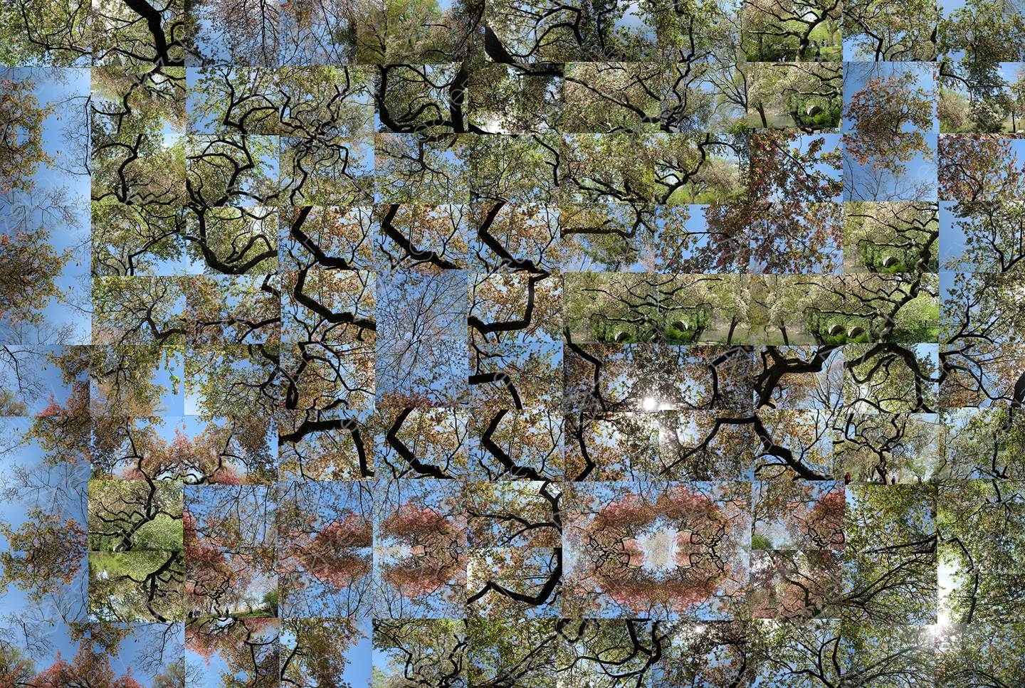 Spring - A Stroll By The Weeping Cherry Tree, original Naturaleza Digital Fotografía de Shimon and Tammar Rothstein 