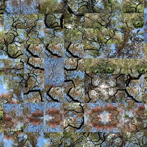 Spring - A Stroll By The Weeping Cherry Tree, Fotografia Digital Natureza original por Shimon and Tammar Rothstein 
