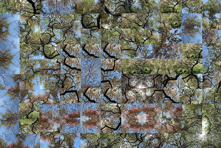 Spring - A Stroll By The Weeping Cherry Tree, Fotografia Digital Natureza original por Shimon and Tammar Rothstein 