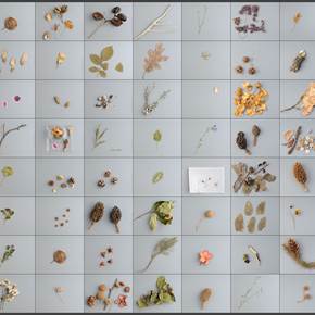 55 field collections + 1 intervention from Lisbon public gardens, original Still Life Digital Photography by António Coelho