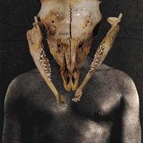 Alcelaphuslichtensteiniischmittuganda, Fotografia Digital Natureza Morta original por Nuno  Silas