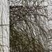Winter - Weeping Willow Opus 1, original Naturaleza Digital Fotografía de Shimon and Tammar Rothstein 