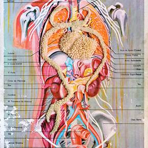 Pranchas Anatómicas , original Cuerpo Técnica Mixta Dibujo e Ilustración de Lucy Valente Pereira