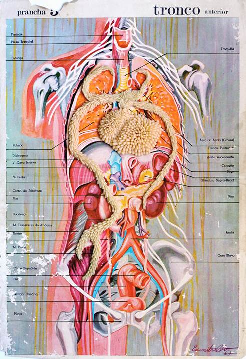 Pranchas Anatómicas , Desenho e Ilustração Técnica Mista Corpo original por Lucy Valente Pereira