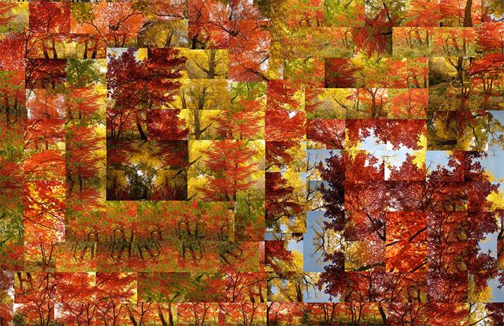 Fall - In depth Opus 1, original La nature Numérique La photographie par Shimon and Tammar Rothstein 