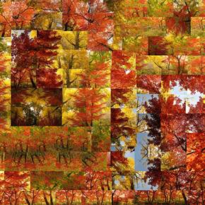 Fall - In depth Opus 1, original Nature Digital Photography by Shimon and Tammar Rothstein 