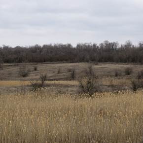 Landscape with reeds #2, original Naturaleza muerta Digital Fotografía de Liliia Kucher