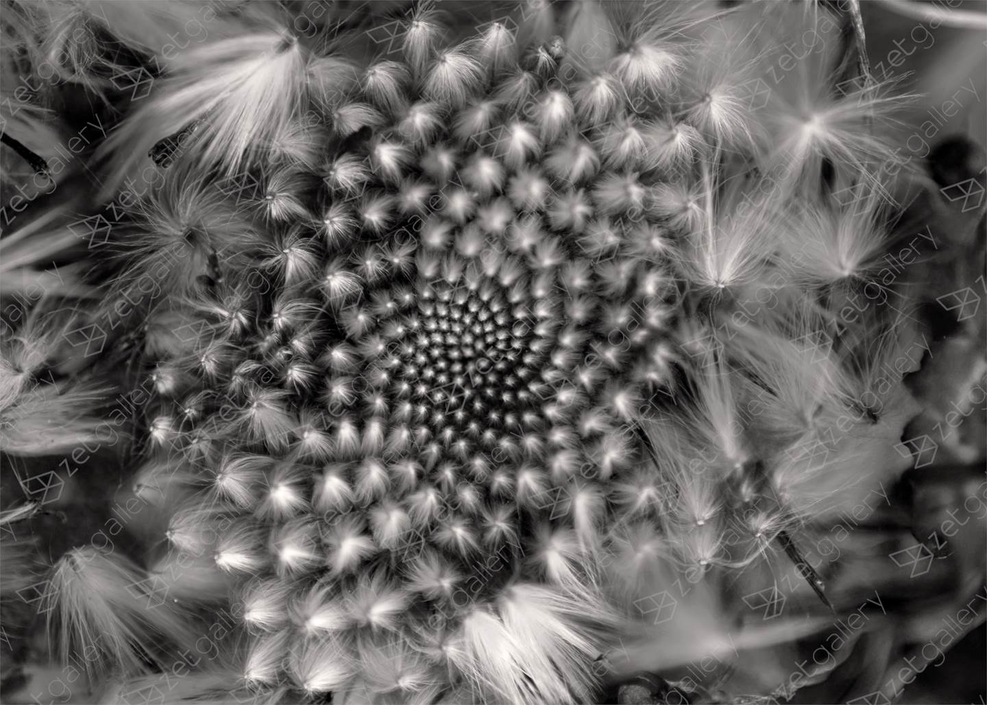 Fibonacci, Fotografia Digital Preto e Branco original por Fernando Pinho