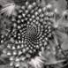 Fibonacci, original B&W Digital Photography by Fernando Pinho