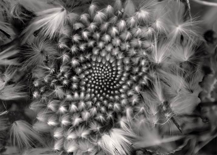 Fibonacci, original B&W Digital Photography by Fernando Pinho