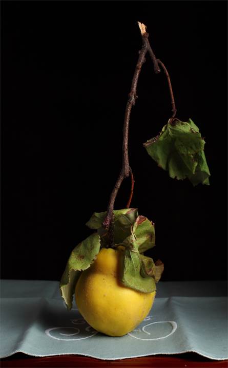 Bodegón del membrillo con tallo, Fotografia Digital Natureza Morta original por Cecilia Gilabert