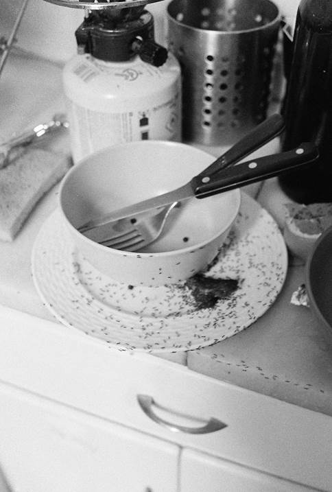 Ants attack a dish, original Man Analog Photography by Yorgos Kapsalakis