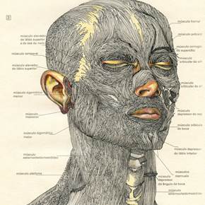 Da cabeça e pescoço, original Corps  Dessin et illustration par Lucy Valente Pereira