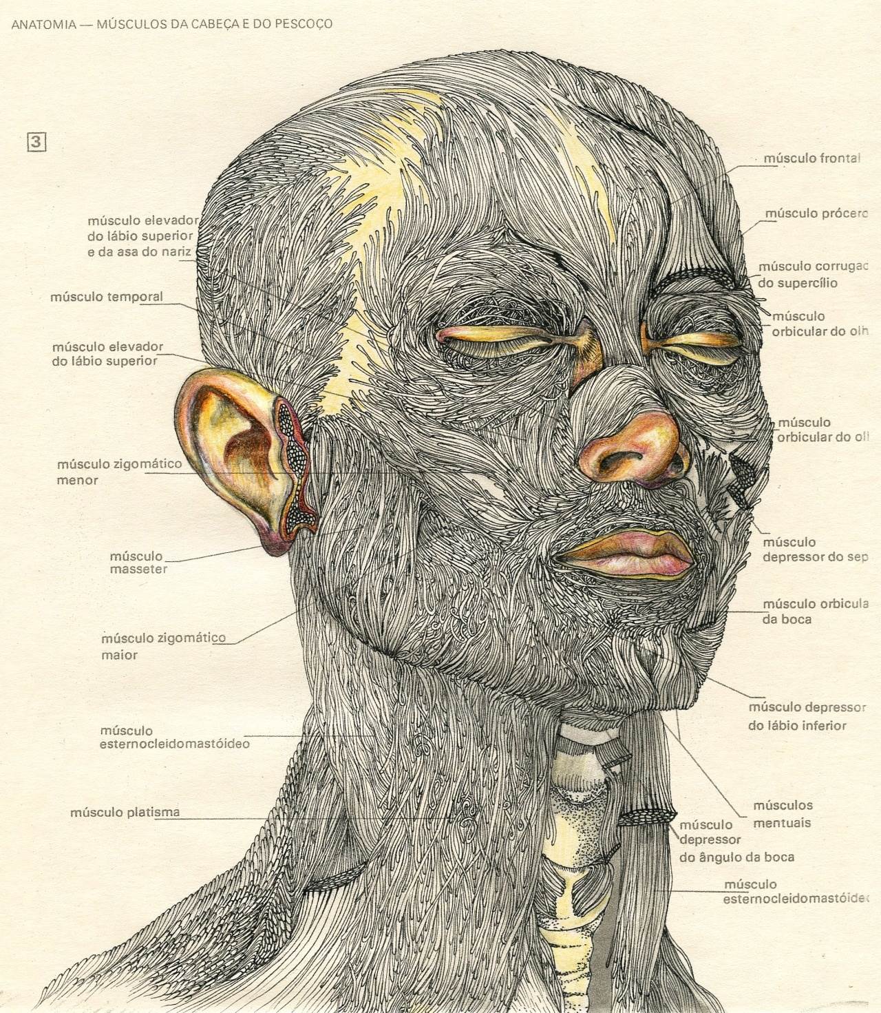 Da cabeça e pescoço, original Corps  Dessin et illustration par Lucy Valente Pereira